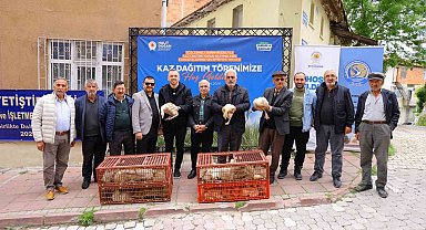 Samsun'da üreticiye yüzde 50 hibeli kaz palazı desteği