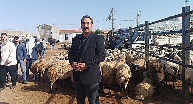 Şanlıurfa'da komisyoncularla besicilerin rekabeti başladı