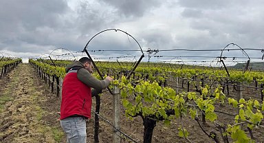 Sarıgöl'de hava sıcaklığı dalgalanmaları tarım alanlarında incelendi