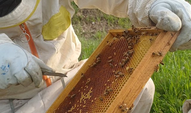 Siirt'te arıcıların yayla mesaisi başladı