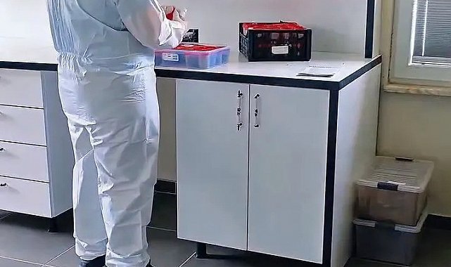 Sinop ormanlarında biyolojik mücadele güçleniyor