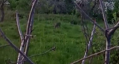 Sinop'ta yavru karaca görüntülendi