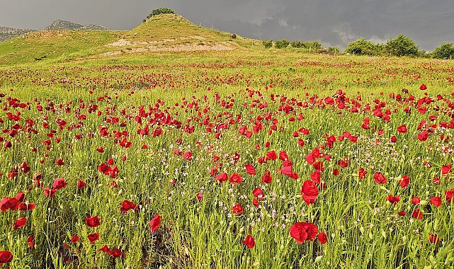 Şırnak'ta gelincik tarlasında görsel şölen
