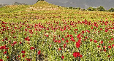 Şırnak'ta gelincik tarlasında görsel şölen