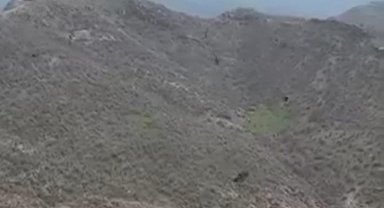 Şırnak'ta kartalın domuz avı kamerada