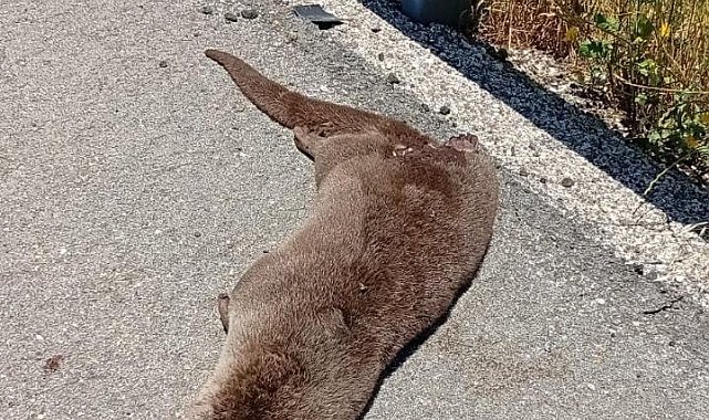 Siverek'te yol kenarında ölü su samuru bulundu