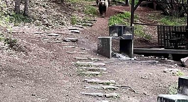 Soğuksu Milli Parkı'nda ayı ailesi görüntülendi