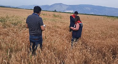 Söke'de hububat tarlalarında sıkı denetim