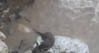 Su samurlarının deredeki oyunu kamerada