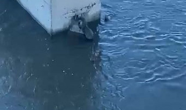 Su samuru balık yerken görüntülendi