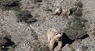 Sürüye yaklaşan 3 bozayıyı drone ile uzaklaştırdı