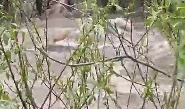 Suya kapılan büyükbaş hayvan telef oldu