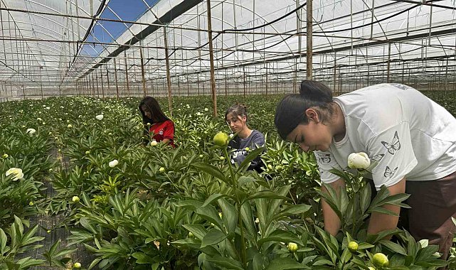 Tanesi toptancıya 150 TL'den satılıyor, Türkiye'nin 81 iline gönderiliyor