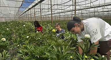 Tanesi toptancıya 150 TL'den satılıyor, Türkiye'nin 81 iline gönderiliyor