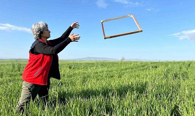 Tarım ürünlerinde rekolteyi arttırmak amacıyla zararlı takibi sürüyor