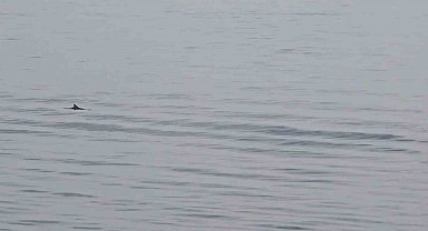 Tekirdağ açıklarında yunuslardan görsel şölen