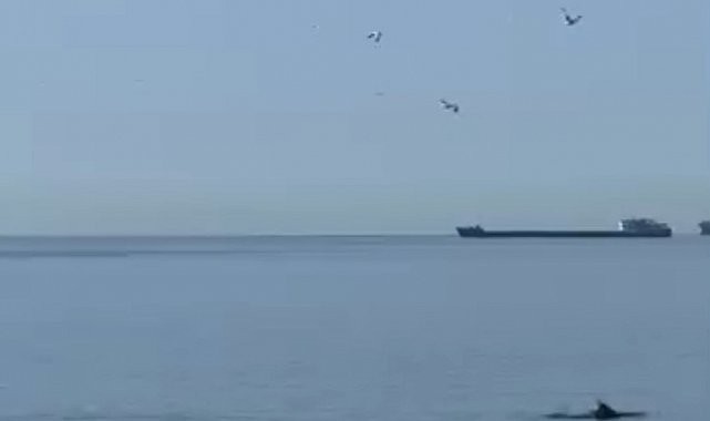 Tekirdağ'da yunuslar kıyıya yakın görüntülendi