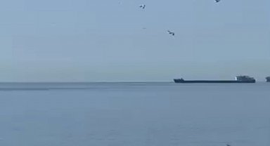 Tekirdağ'da yunuslar kıyıya yakın görüntülendi