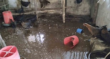 Tercan'da kümesi su bastı, civcivler telef oldu
