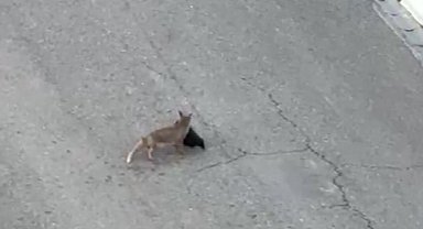 Tilki ile vatandaş arasında şaşırtan diyalog
