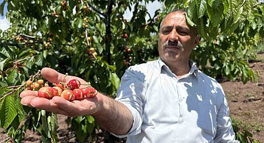 Tokat'ta aşırı yağışlar erkenci kirazı vurdu