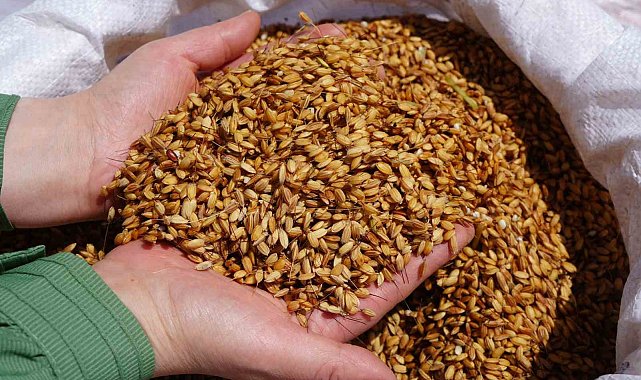 Tosya Belediyesi'nden "sarıkılçık pirinci" açıklaması: "Sahiplenilmesine yönelik girişimler, coğrafi işaret hukukuna aykırılık teşkil etmektedir"