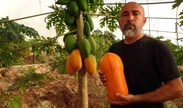 Tropikal papaya meyvesinde hasat heyecanı: Kilosu 90 TL'ye kadar çıkıyor