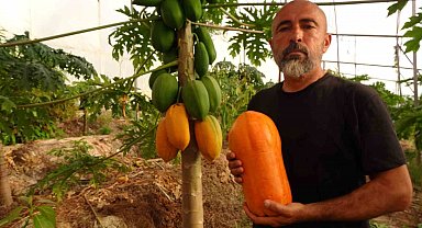 Tropikal papaya meyvesinde hasat heyecanı: Kilosu 90 TL'ye kadar çıkıyor