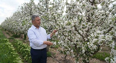 Tüccarların depo oyunu: Elmalar depolandı, ucuza satılmak istenmiyor
