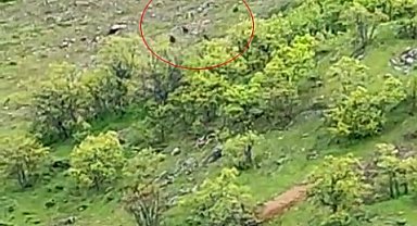 Tunceli'de ayı sürüsü görüntülendi