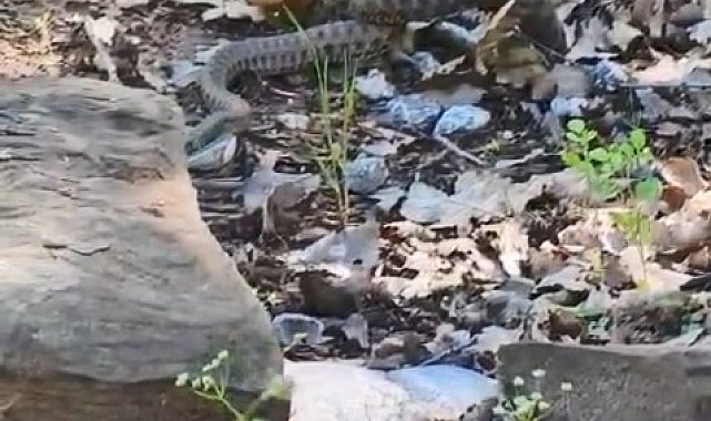 Tunceli'de kocabaş yılan, sincabı avladı