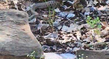 Tunceli'de kocabaş yılan, sincabı avladı
