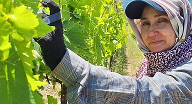 Üreticiler üzüm için zamana karşı yarışıyor