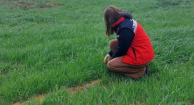 Uşak İl Tarım ve Orman Müdürlüğü ekiplerince sarı pas hastalığına karşı üreticileri bilgilendirdi