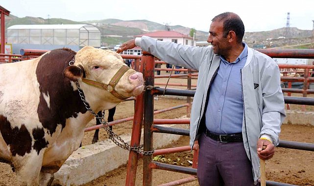 Van canlı hayvan pazarında Kurban Bayramı hareketliliği başladı