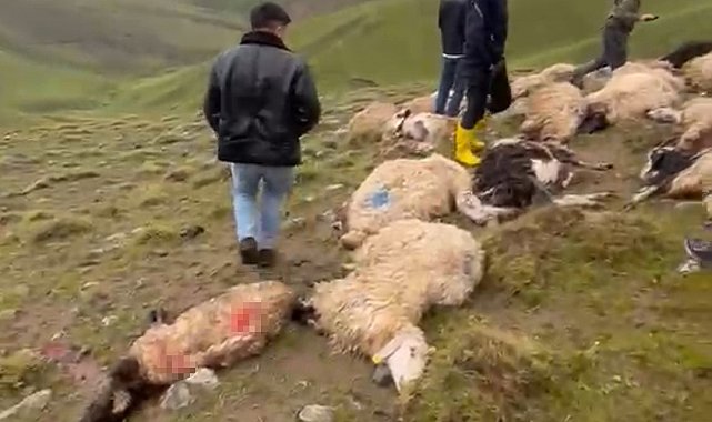 Van'da sürüye yıldırım isabet etti: 30 koyun telef oldu