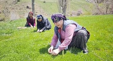 Yabani otların arasından özenle seçilerek, jilet yardımıyla tek tek toplanıyor
