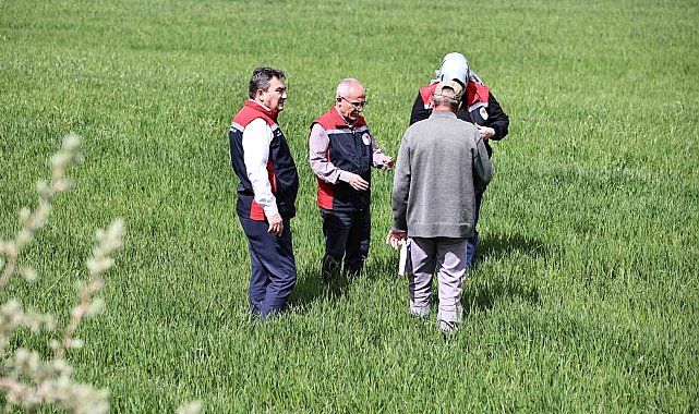 Yağışlar sonrası çiftçilere hububat tarlalarında hastalık riski uyarısı: "Hastalık çıkmadan önce alınan tedbirler verimi korur"