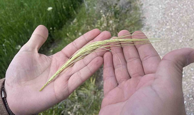 Yağışlarla rekolte beklentisi artarken, kök hastalıkları uyarısı geldi