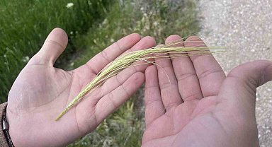 Yağışlarla rekolte beklentisi artarken, kök hastalıkları uyarısı geldi