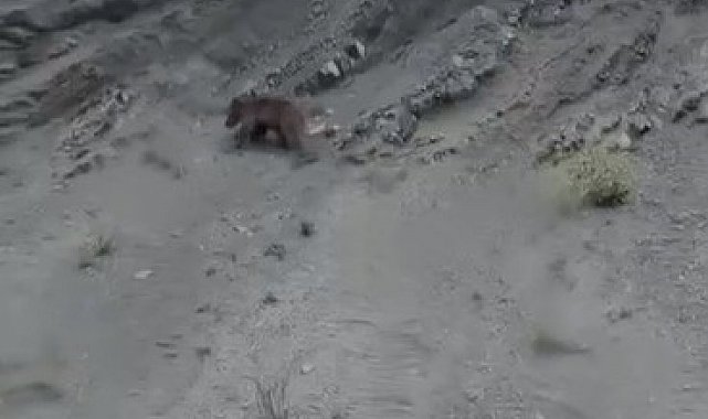 Yamaçtan kayan ayı gülümsetti