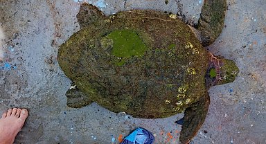 Yaralı Caretta caretta'ya yardım eli uzandı