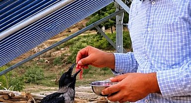 Yaralı kargayı eliyle besledi