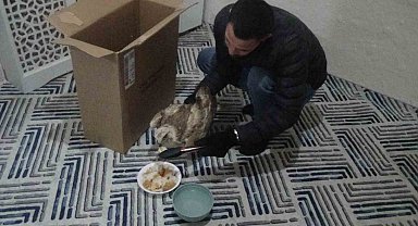 Yaralı kızıl şahini hayvanlara yem olması diye evine götürüp ekiplere teslim etti