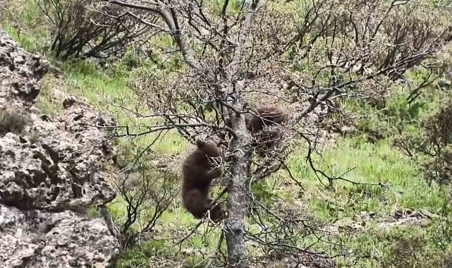 Yavru ayıların ağaçtaki oyunu kameraya yansıdı