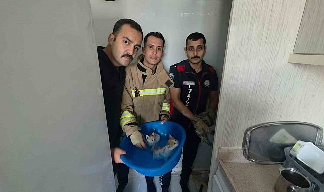 Yavru kediler duvarın kırılmasıyla kurtarıldılar