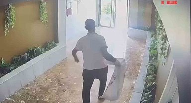 Yavru kedileri kaybolan kadın güvenlik kameralarını izleyince gözlerine inanamadı