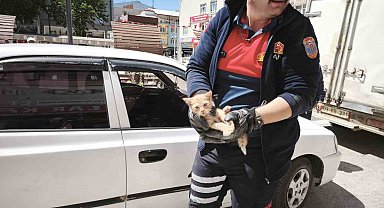 Yavru kediyi kurtarmak için iki operasyon