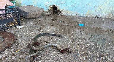 Yılanı vurmak isterken 5 kişiyi yaraladı