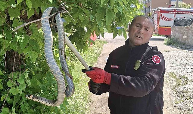 Yılanın hedefindeki kuş yavrularını itfaiye kurtardı